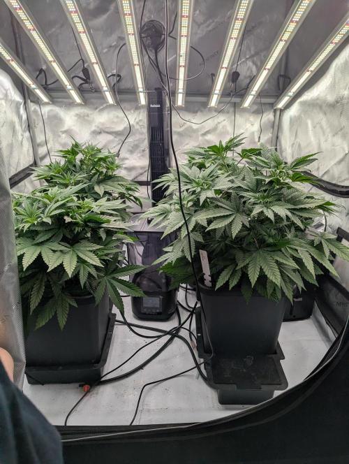 Cheese Blues. Week 4