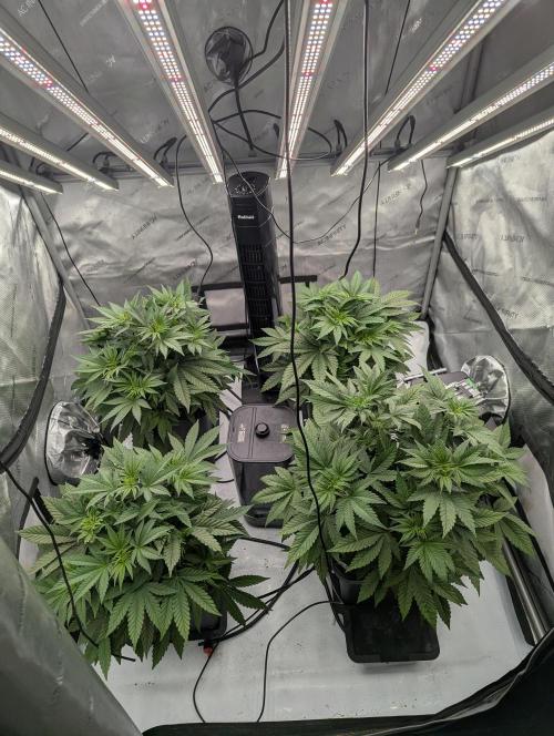 Cheese Blues. Week 4