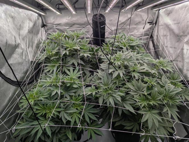 Cheese Blues. Week 5