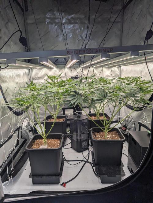 Cheese Blues. Week 6