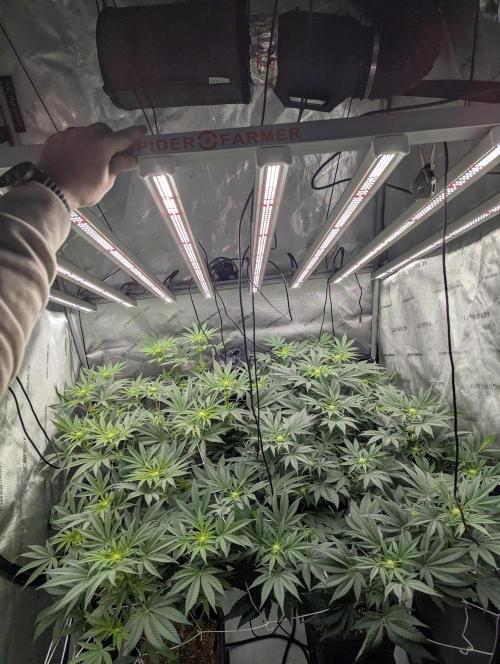 Cheese Blues. Week 7