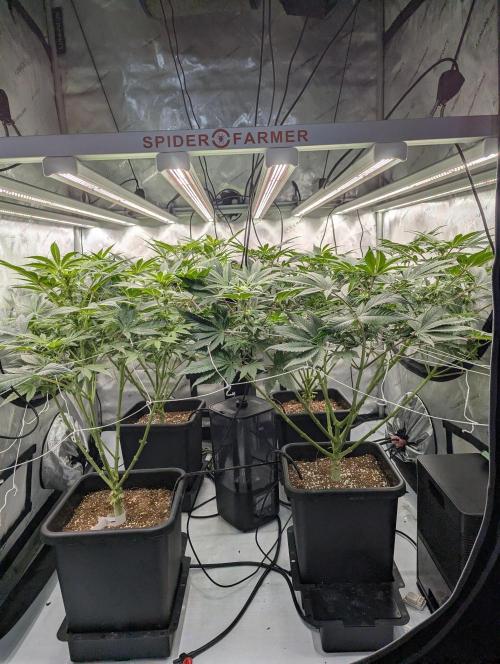 Cheese Blues. Week 7