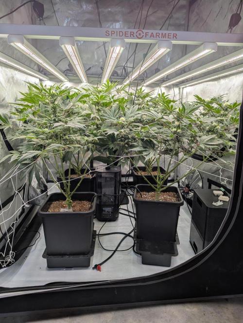 Cheese Blues. Week 8