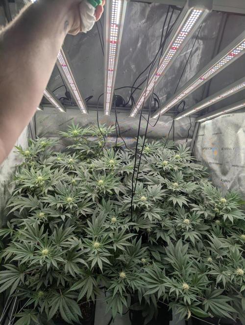 Cheese Blues. Week 8