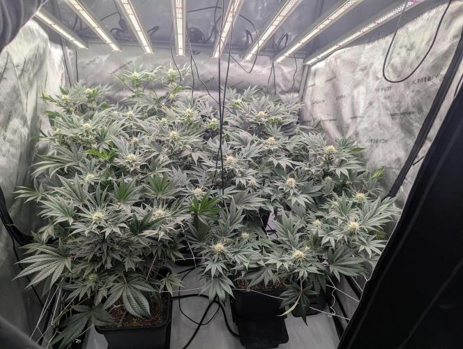 Cheese Blues. Week 9