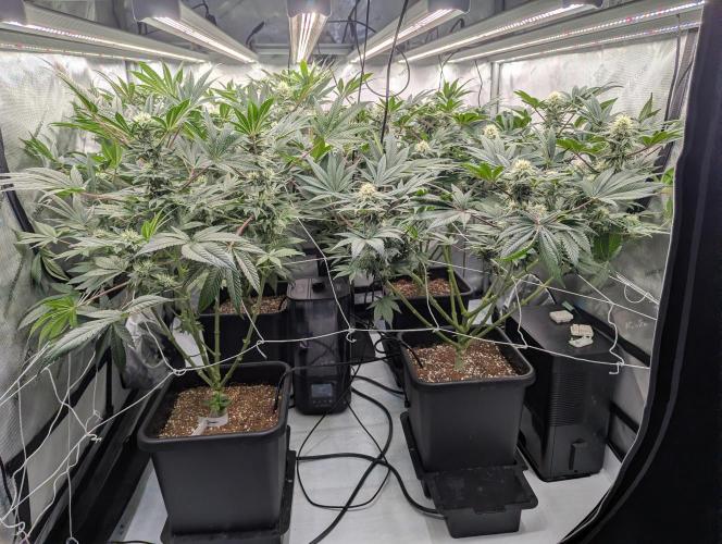 Cheese Blues. Week 9