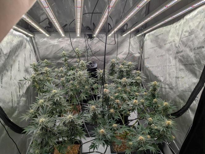 Cheese Blues. Week 10