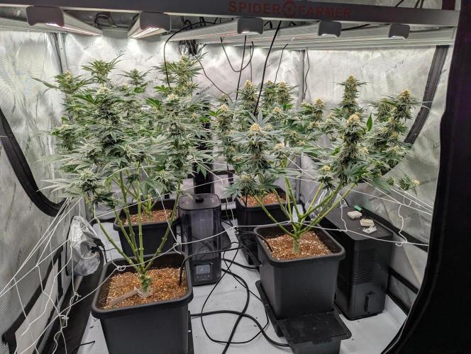 Cheese Blues. Week 10