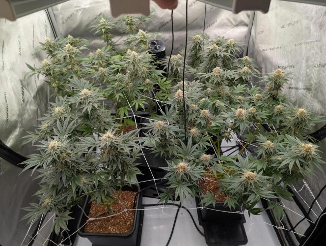 Cheese Blues. Week 11