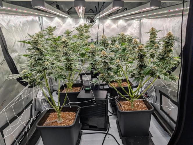 Cheese Blues. Week 11