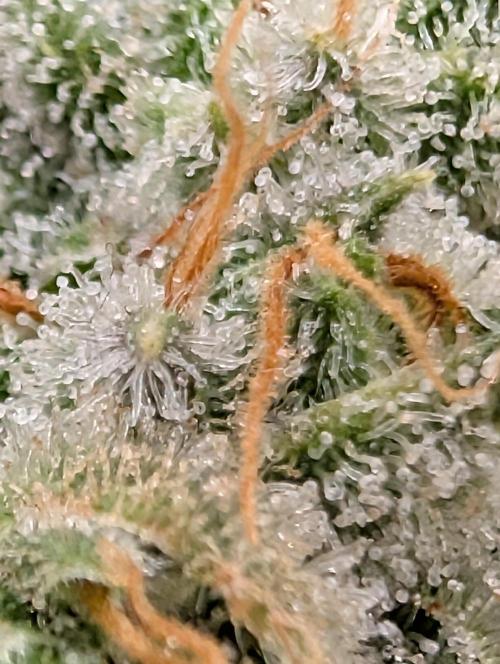 Cheese Blues. Week 12