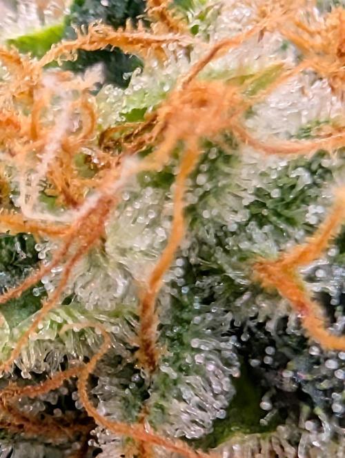 Cheese Blues. Week 12