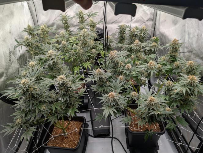 Cheese Blues. Week 12