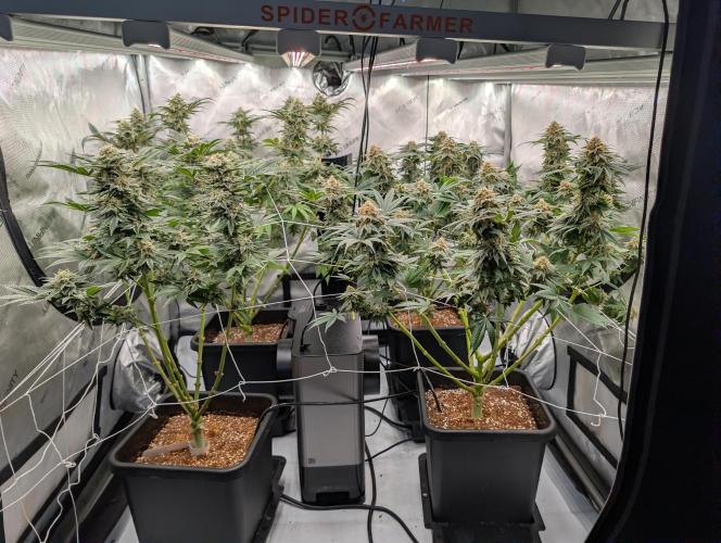 Cheese Blues. Week 12