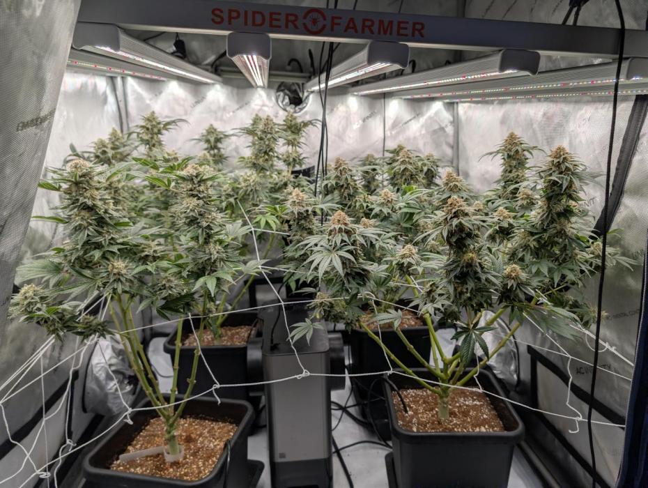 Cheese Blues. Week 13