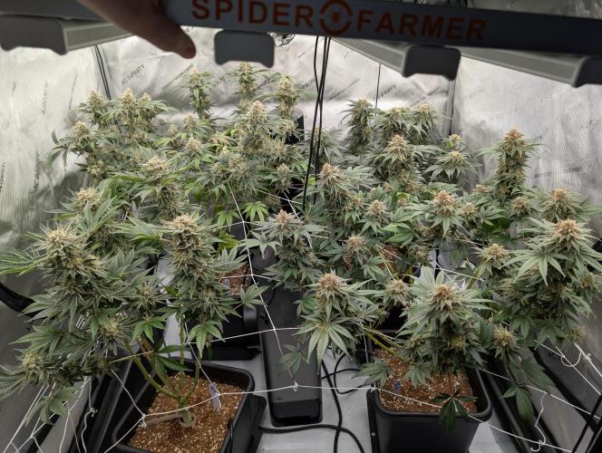 Cheese Blues. Week 14