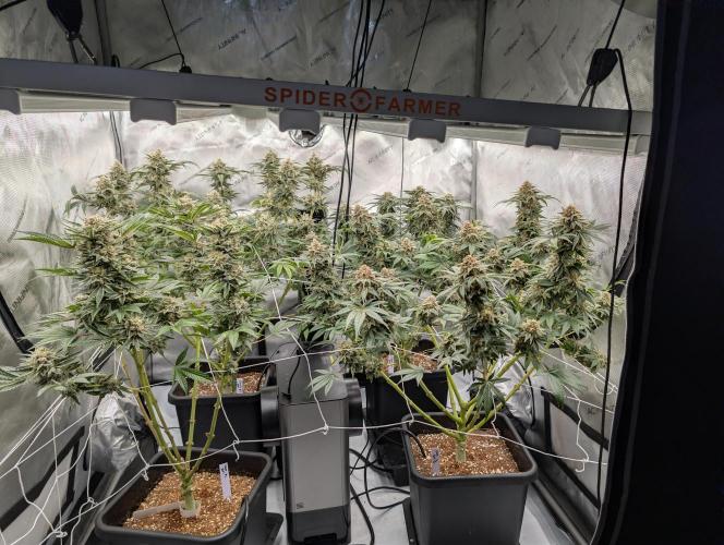 Cheese Blues. Week 14