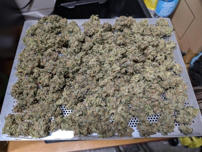 Cheese Blues. Week 15