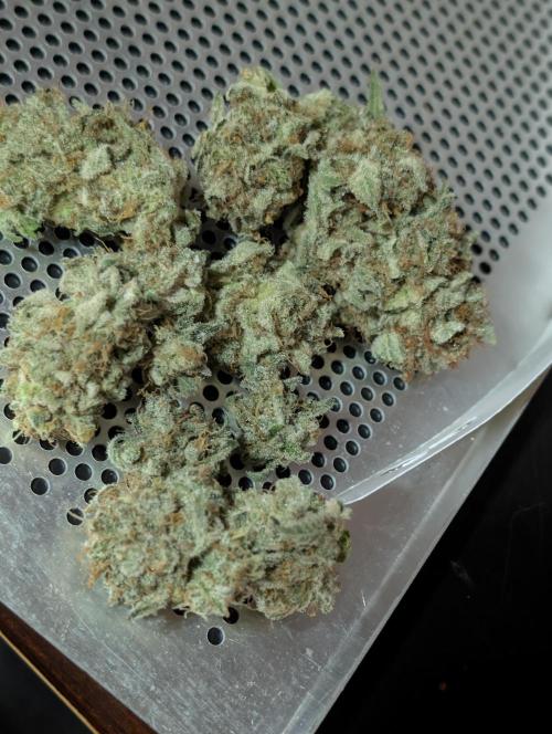 Cheese Blues. Week 15