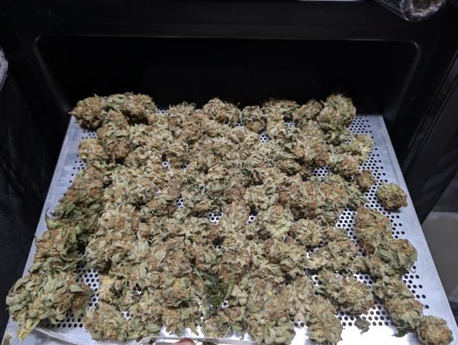 Cheese Blues. Week 15