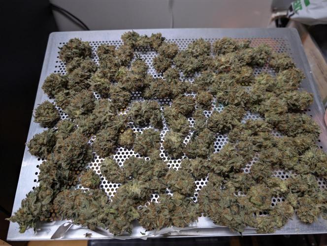 Cheese Blues. Week 15