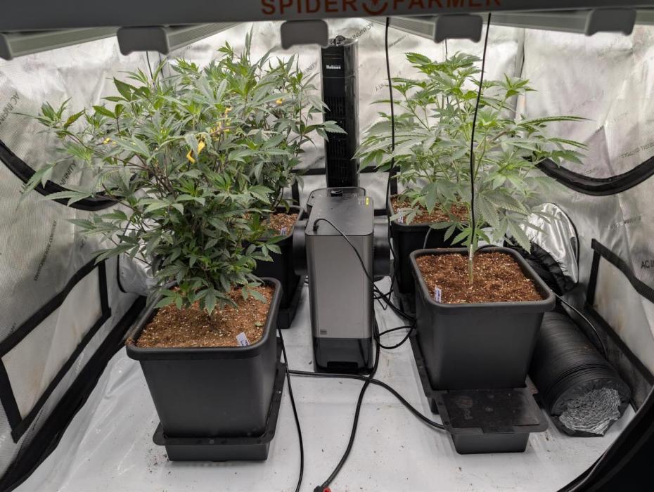 Blueberry Muffin & Fr00ty B00ty. Week 4