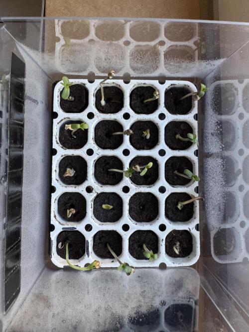Germany Summer Autos. Week 0 - Propagator with prefilled substrate and the corresponding bacteria solution
