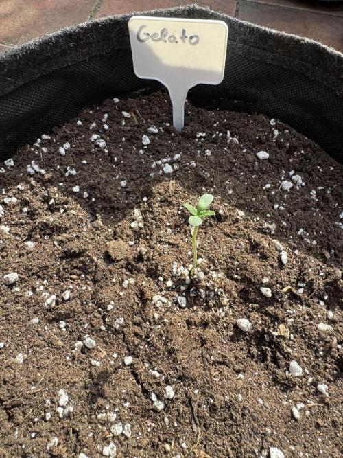 Germany Summer Autos. Week 1 - Mycotrex used while planting the seedlings into their pot