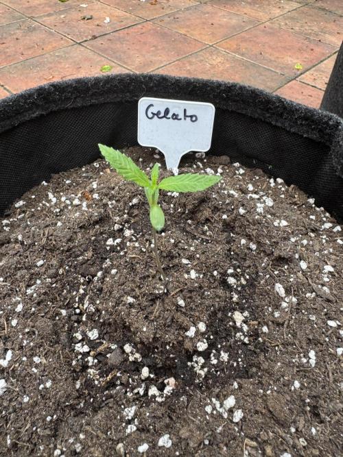 Germany Summer Autos. Week 2