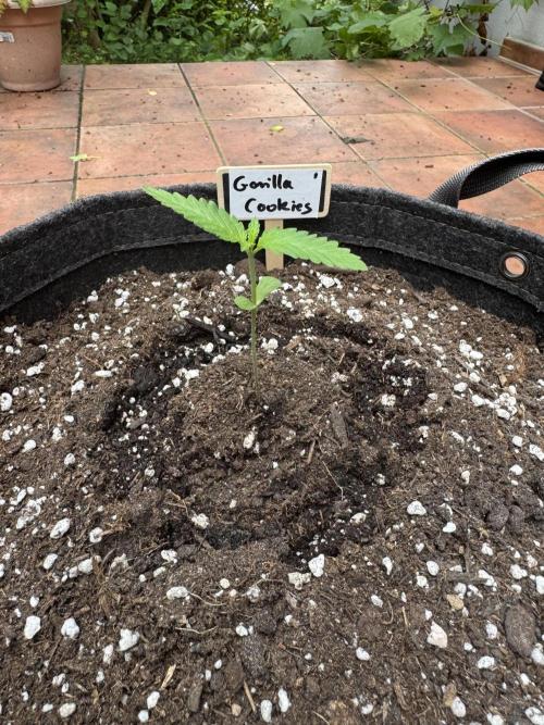 Germany Summer Autos. Week 2