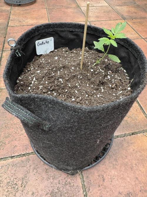 Germany Summer Autos. Week 4 - First real leaves got hurt by a cat in week 3. However, both survived.