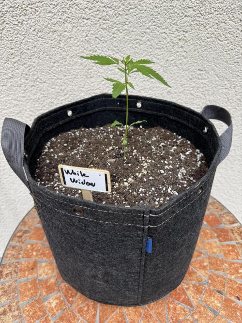 Germany Summer Autos. Week 4 - There was not much sunshine in weeks 3 and 4.