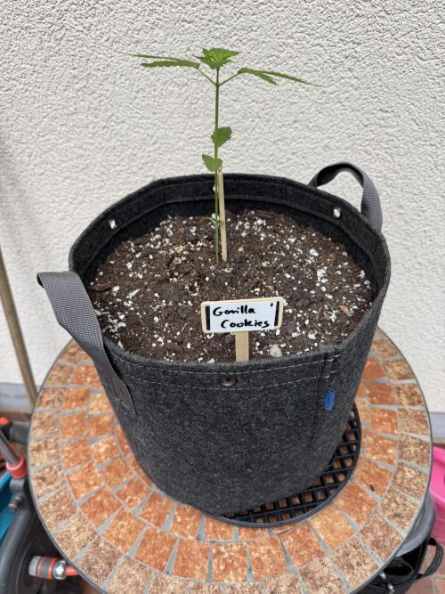 Germany Summer Autos. Week 4