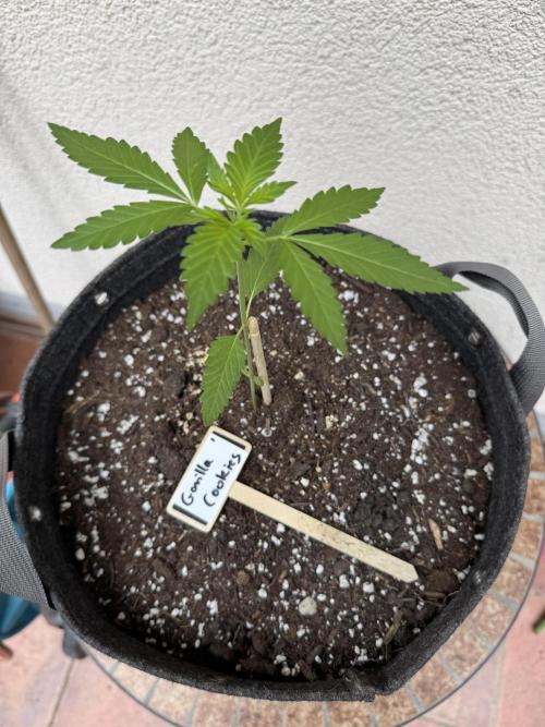 Germany Summer Autos. Week 4 - This one is thriving really well, 22 cm high.