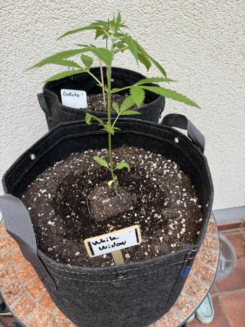 Germany Summer Autos. Week 5
