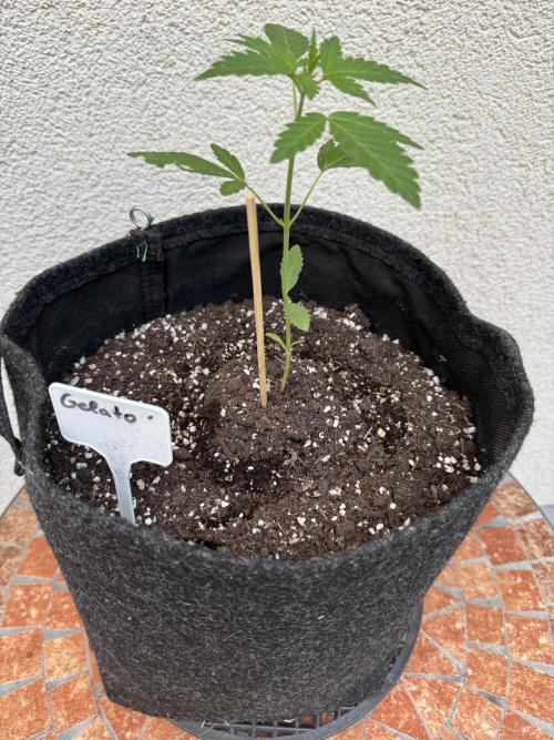 Germany Summer Autos. Week 5