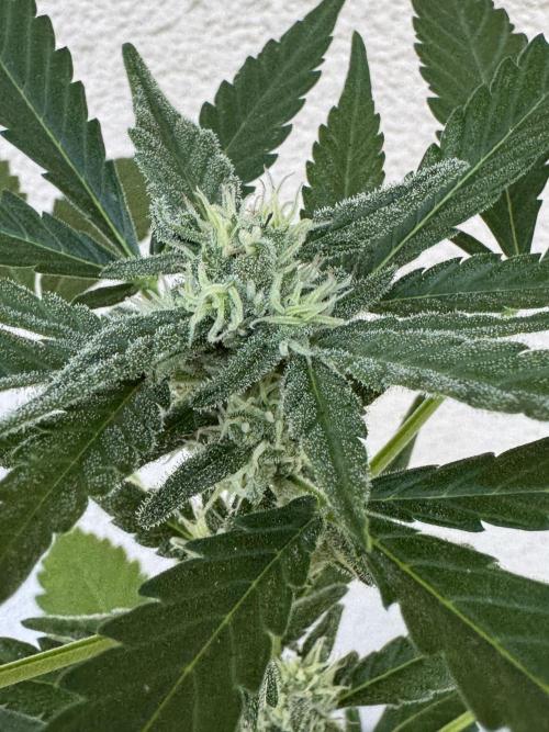 Germany Summer Autos. Week 6
