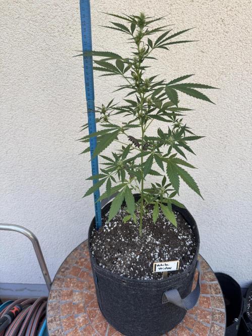 Germany Summer Autos. Week 6