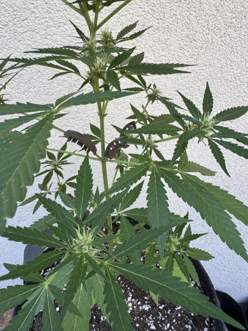 Germany Summer Autos. Week 6 - Here you can see the clips for LST, the branches need some more sunlight.