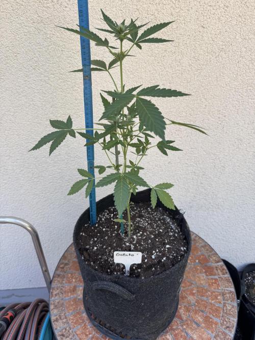 Germany Summer Autos. Week 6
