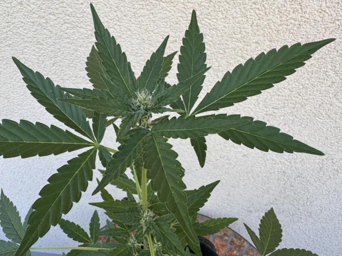 Germany Summer Autos. Week 6