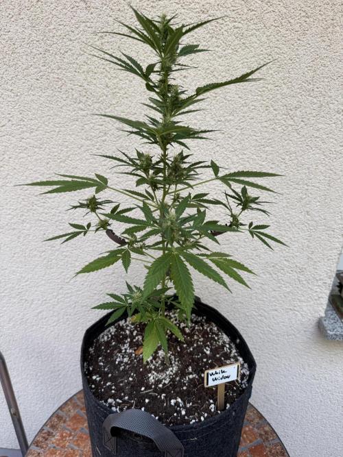 Germany Summer Autos. Week 7