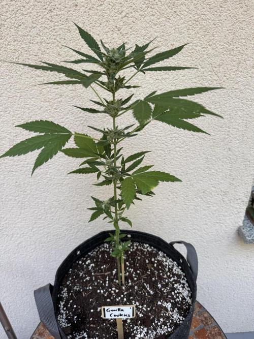 Germany Summer Autos. Week 7