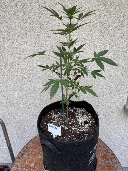 Germany Summer Autos. Week 7
