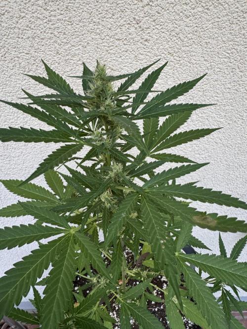 Germany Summer Autos. Week 7