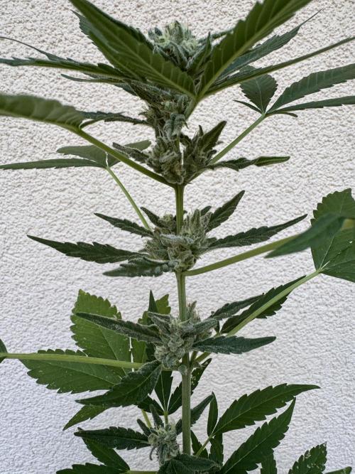 Germany Summer Autos. Week 7