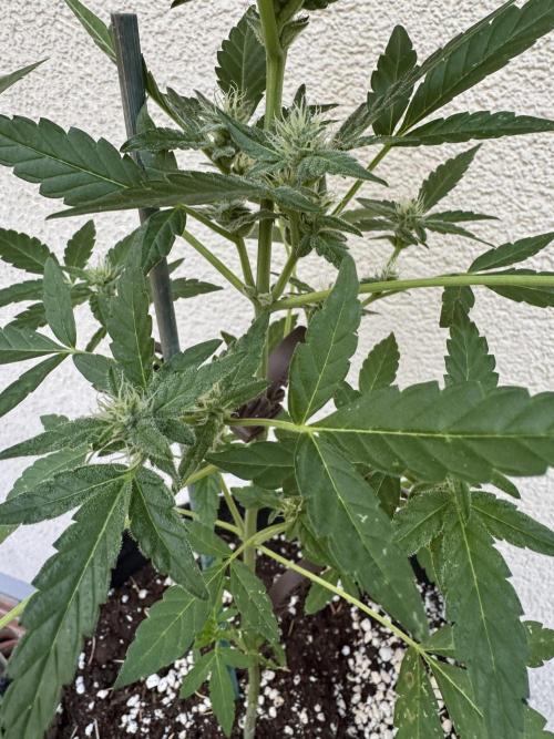 Germany Summer Autos. Week 7