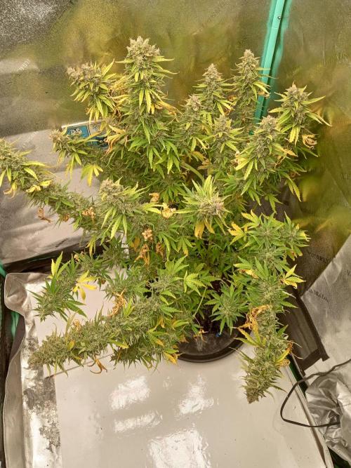 Toof Decay. Week 10 - Week 10