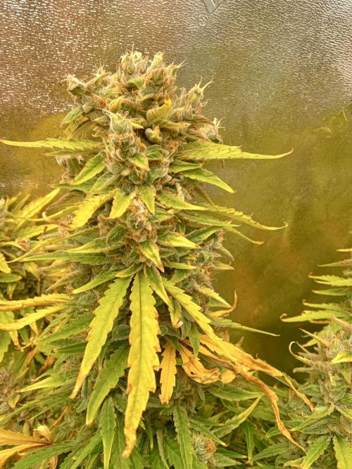 Toof Decay. Week 10 - Week 10