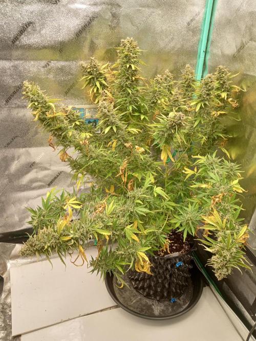 Toof Decay. Week 11 - Harvest 